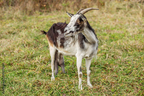 Podobny obraz