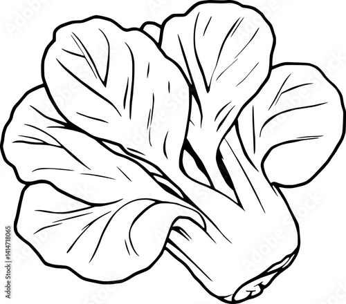 Fresh Green Bok Choy Illustration Vibrant Vegetable Drawing