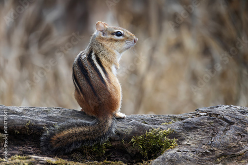 Eastern chipmunk Tamias striatus sitting on top of a mossy log