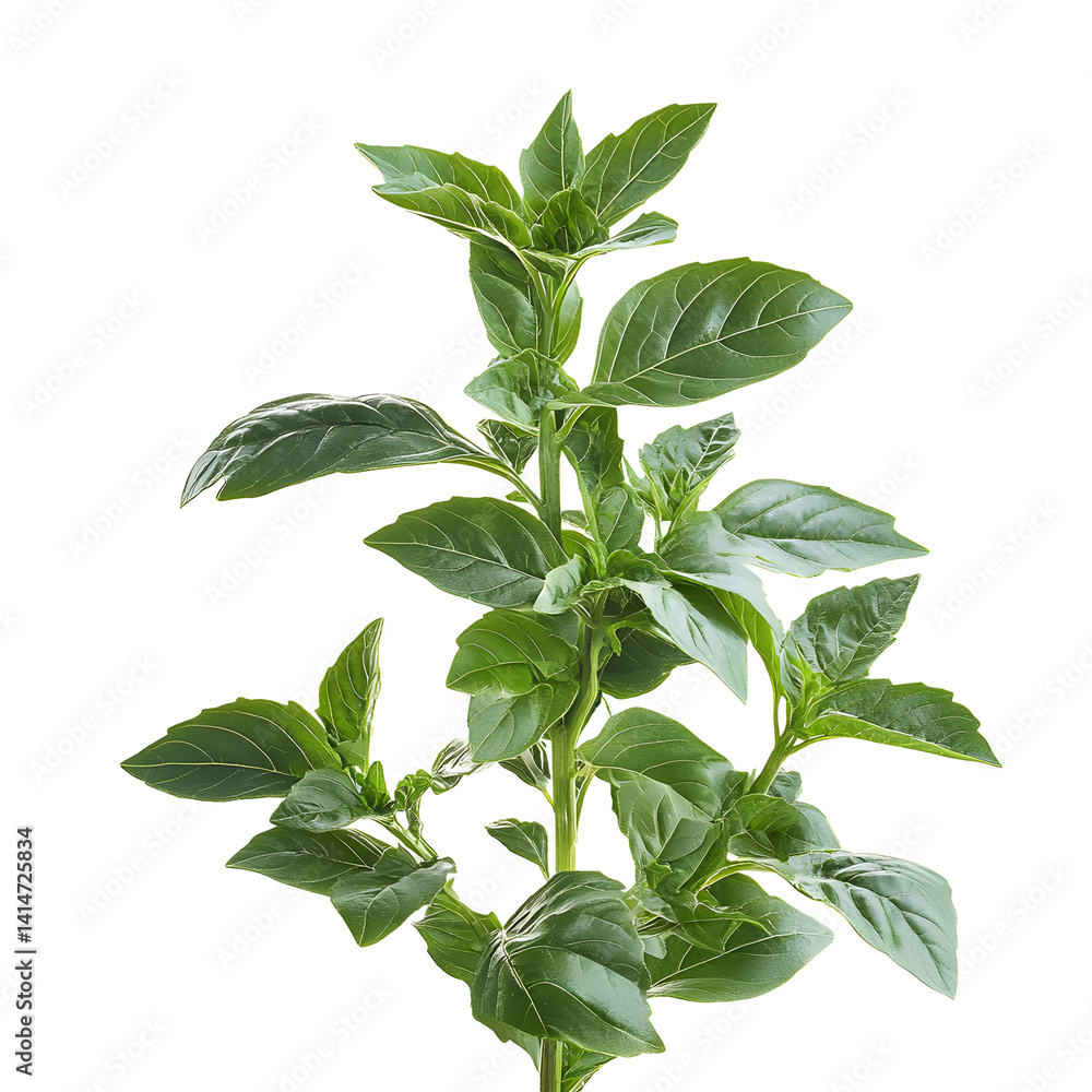 Close-up of vibrant green basil plant with soft, textured leaves, isolated against white background, ideal for illustrating fresh herbs in indoor gardening, cooking, or healthy lifestyle concepts.