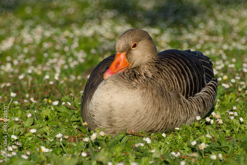 Fototapeta premium greylag goose is resting on the flowery meadow in the soft sunset light