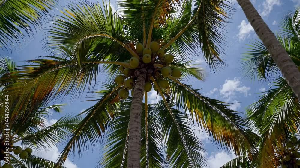 Low-angle video shot of tall palm trees with coconuts against a bright blue sky, capturing a tropical, serene atmosphere with lush greenery. Low-angle video shot of tall palm trees with coconuts against a bright blue sky, capturing a tropical, serene atmosphere with lush greenery.