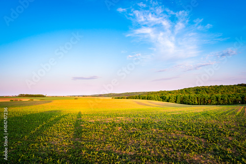 Meadow in the hungarian countryside in spring