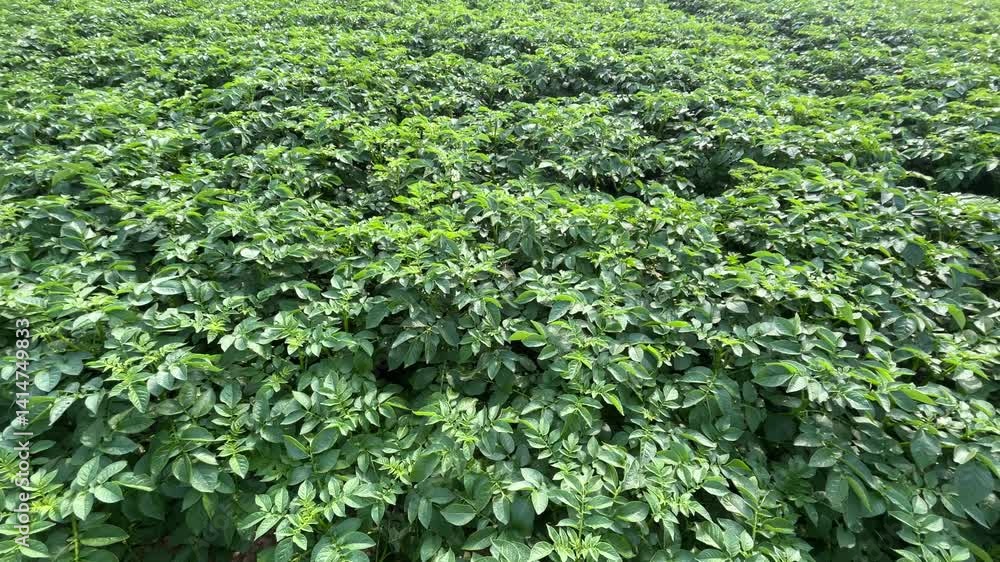 Potatoes have been cultivated in the field. Potatoes have been cultivated in the field.