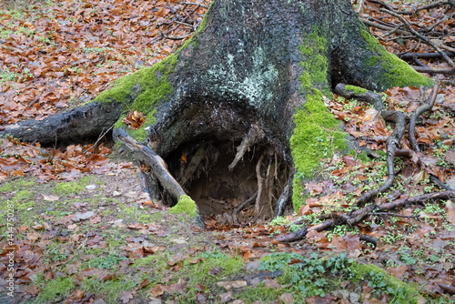 Fotografie Den of a brown bear to hibernate