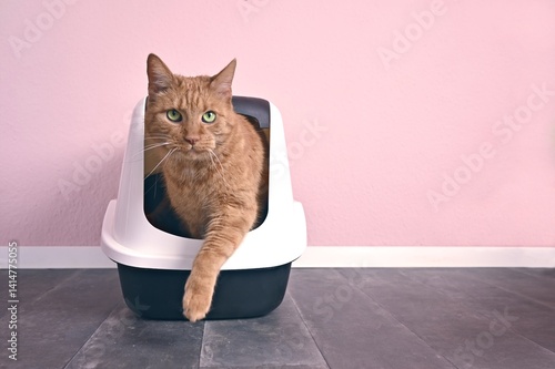 Funny orange cat going out of a closed Litter box. Horizontal image with copy space.	