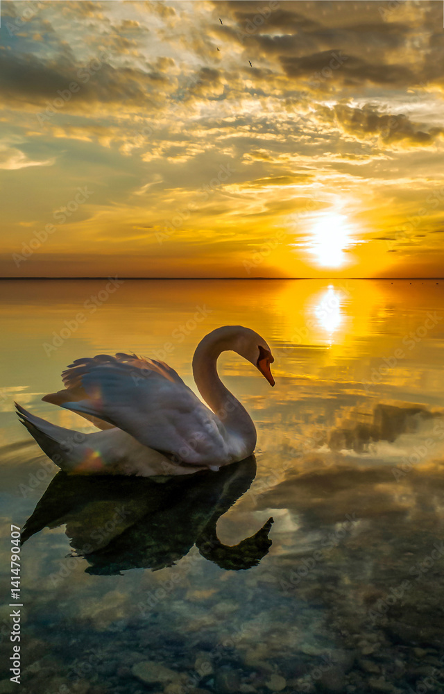 swan at sunset