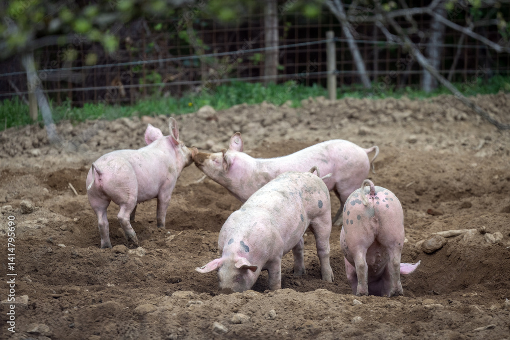 Fototapeta premium Happy pink piglets free running and playing on a farm