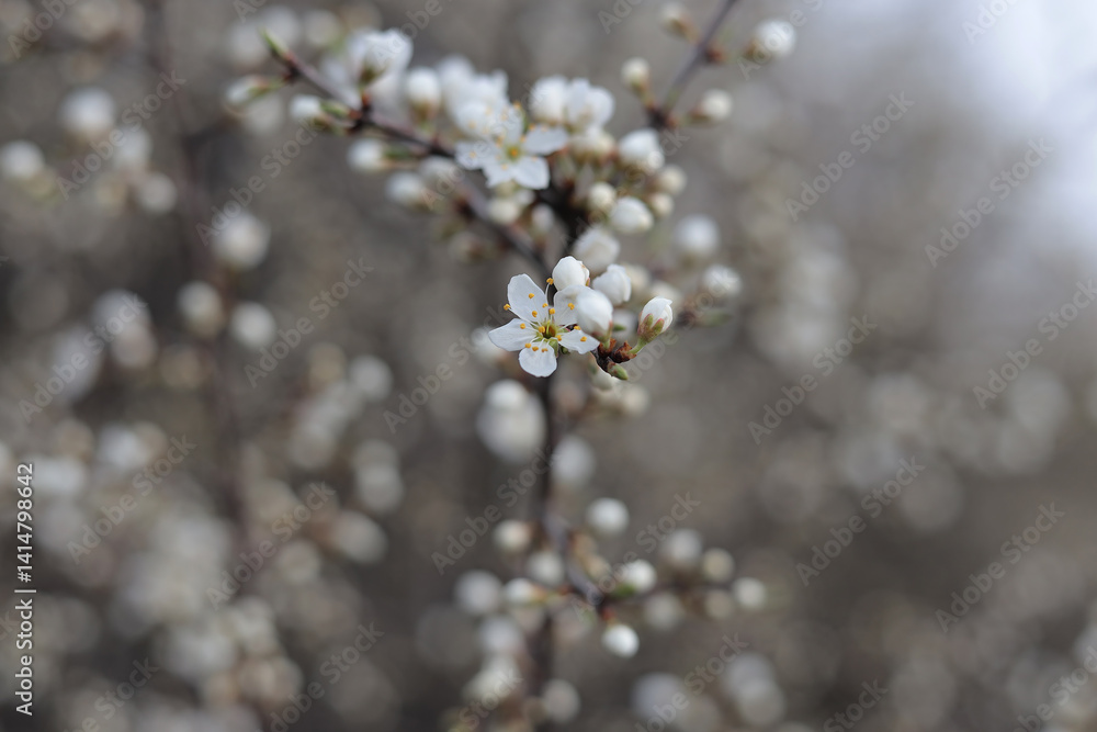 First spring flowers are blooming on the tree branches. Hello spring! First spring flowers are blooming on the tree branches. Hello spring!