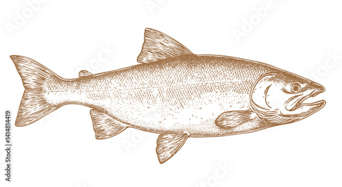 Salmon fish, seafood, sketch. Vintage retro print, seafood salmon fish sketch, sea life, ink pencil style drawing engrave old school sketch, hand drawn. Sketch artwork salmon fish. Vector Illustration