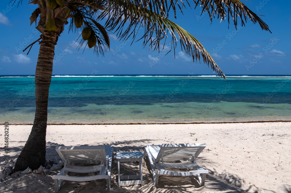 Beautiful Caribbean Beach with Swaying Coconut Palm and Lounge Chairs
