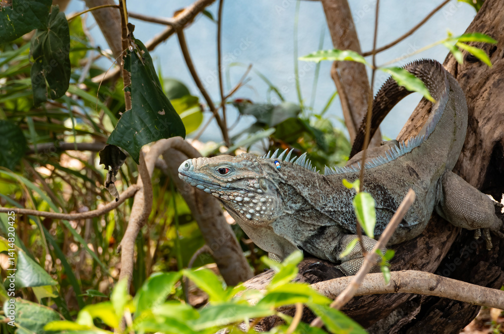 A Blue Iguana Coming Down from a Tree