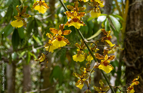 Obraz na płótnie Closeup of Yellow Orchid Known as Dancing Lady Hanging from a Tree in a Tropical Forest w salonie