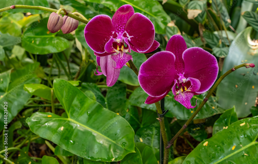 Close-up of Dark Pink Orchids Blooming