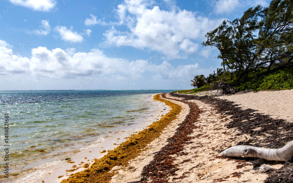 A Wild Beach in the Caribbean With Swaying Palm Trees and Colorful Seaweed on the Shore