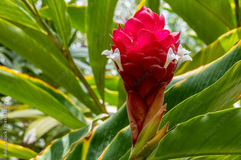 Closeup of Red Ginger Plant in Bloom in a Tropical Setting