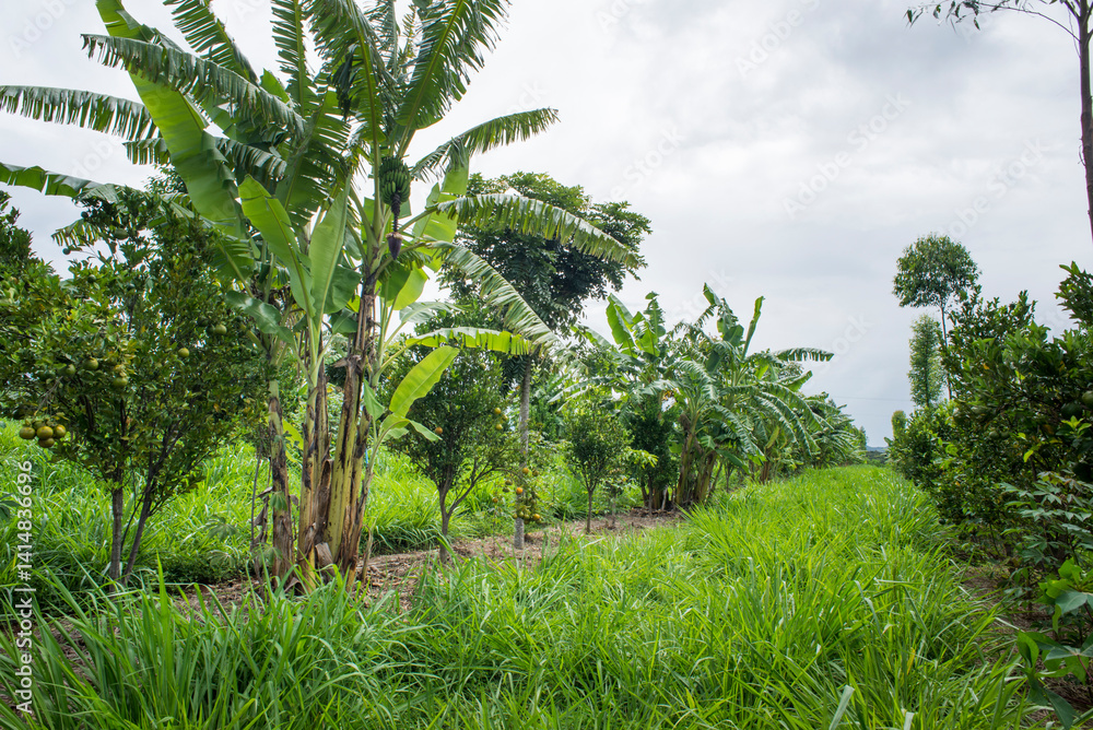 custom made wallpaper toronto digitalagroforestry system with eucalyptus, lime, mandarin, cassava, mango and bananas, shared forest system