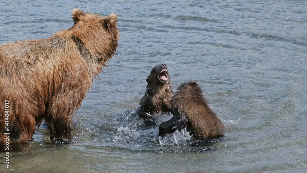 Brown bear cubs fight for fish Brown bear cubs fight for fish