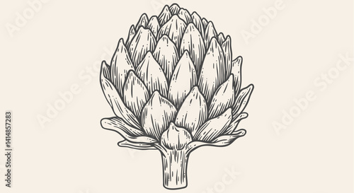 Artichoke, sketch organic vegetable. Vintage retro print, black white artichoke drawing, sketch ink pencil draw, engrave old school style. Sketch artwork silhouette artichoke. Vector Illustration