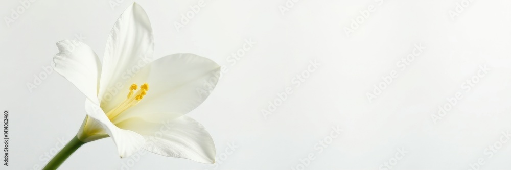 Obraz premium Elegant single white freesia blossom, pure white background, botany, floral, macro