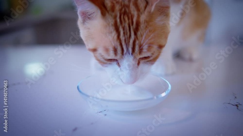 Wallpaper Mural Domestic ginger cat drinks milk from a bowl, close-up, camera tracking Torontodigital.ca