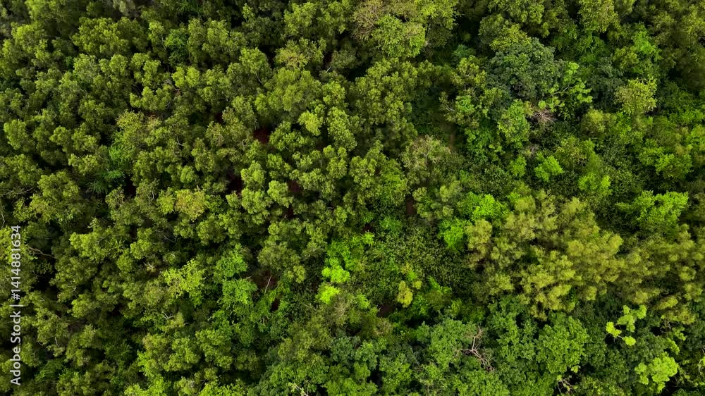 Deforestation scene, lush forest turning into barren land. Aerial top down view in Bangladesh Deforestation scene, lush forest turning into barren land. Aerial top down view in Bangladesh