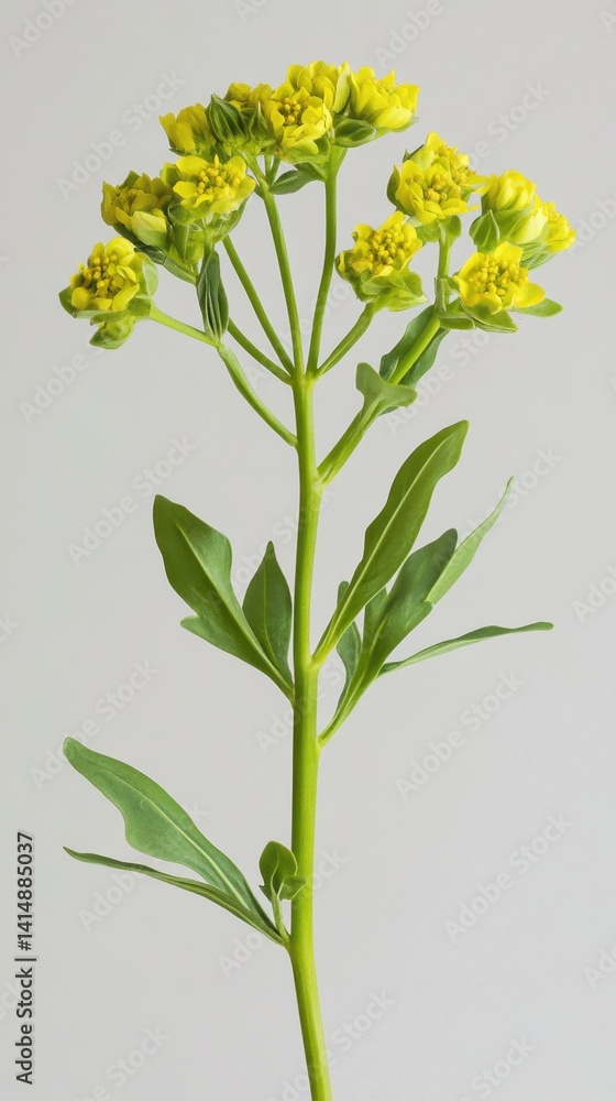 Naklejka premium Elegant yellow euphorbia plant with green leaves against a soft gray background in a studio shot showcasing botanical beauty and natural simplicity