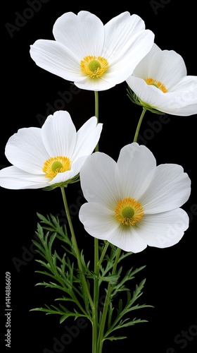 Obraz na płótnie Tall green stems bear elegant white cosmos flowers, showcasing vibrant yellow centers in a minimalistic composition with soft bokeh w salonie