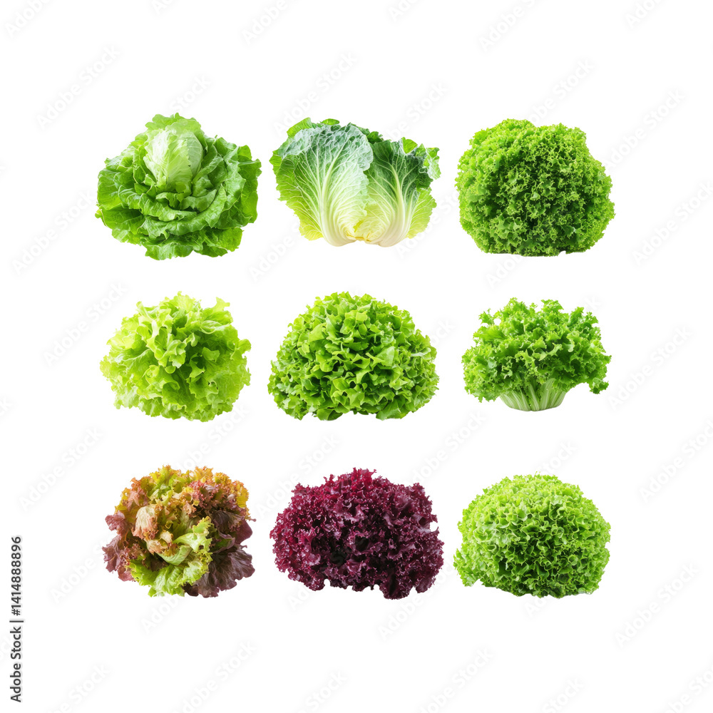 Assortment of Fresh Lettuce Heads Green, Red, and Butter Lettuce Varieties Assortment of Fresh Lettuce Heads Green, Red, and Butter Lettuce Varieties