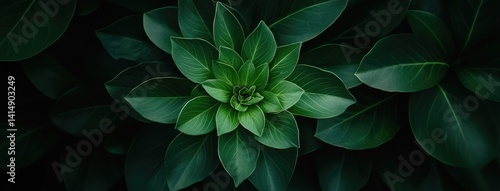 Obraz na płótnie Lush green flower composed of delicate leaves, captured from above against a dark garden backdrop w salonie