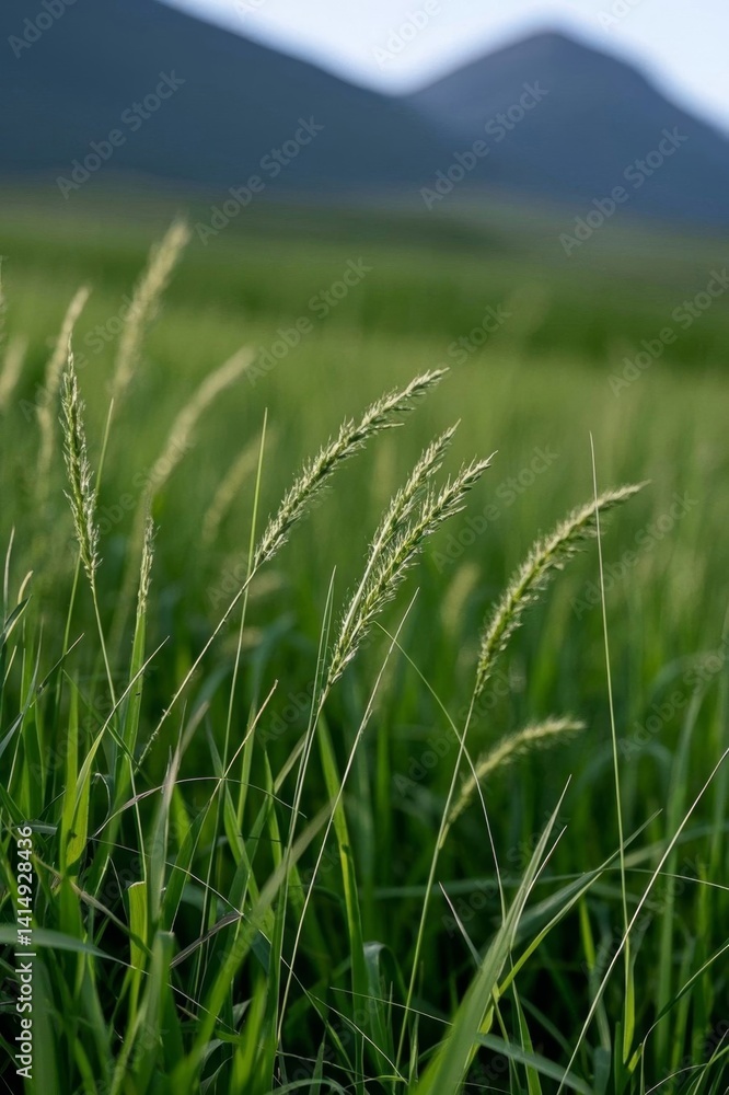 tall grass in a field with mountains in the background tall grass in a field with mountains in the background