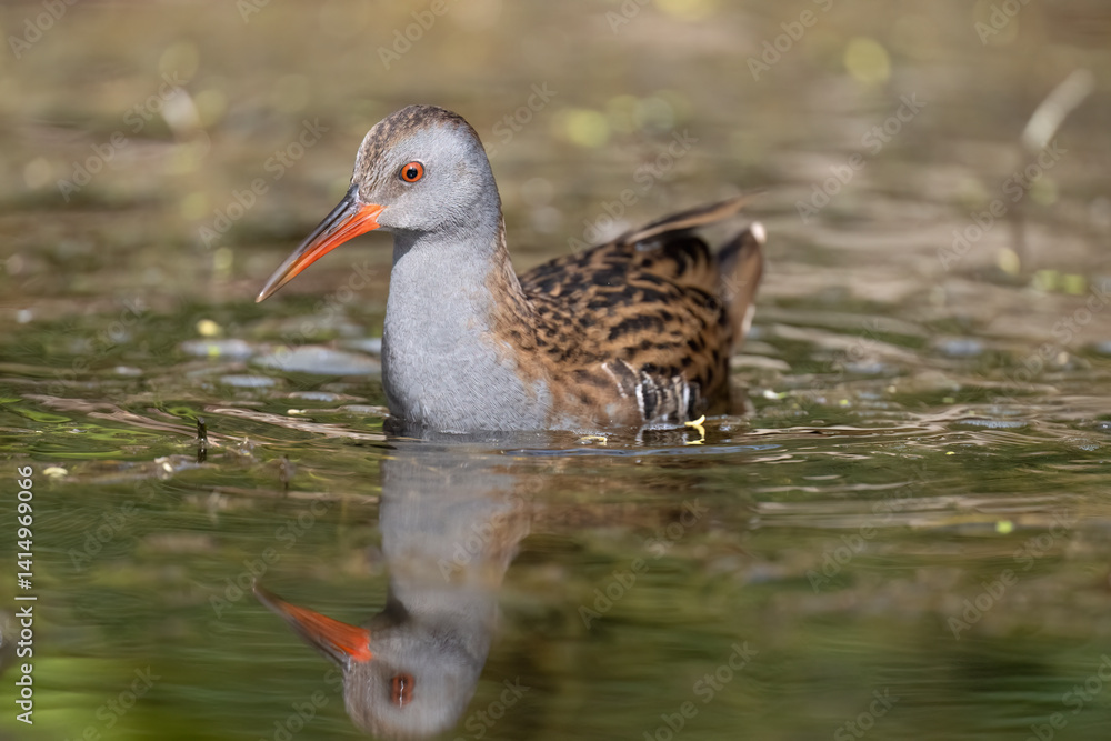 Water rail in a pond close up Water rail in a pond close up