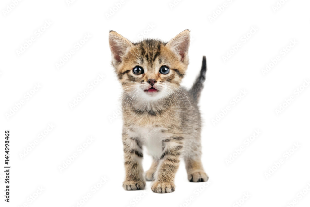 Obraz premium PNG Adorable kitten with striped fur and blue eyes looking curious