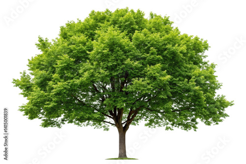 PNG Lush green tree with spreading branches and dense foliage