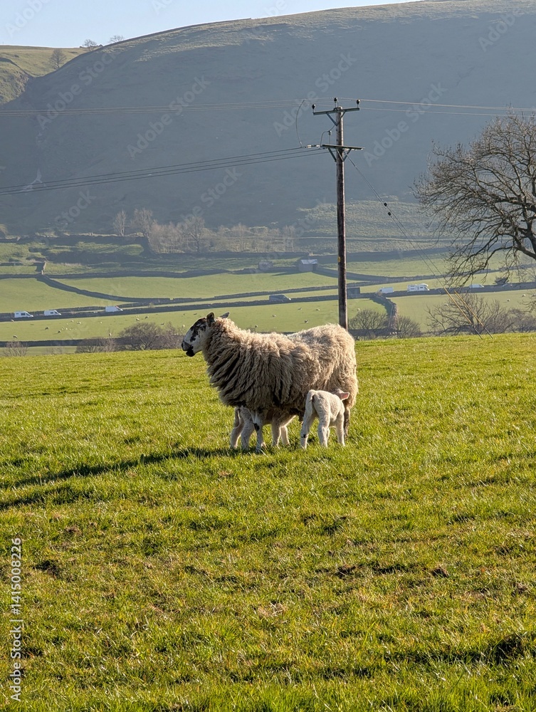 Fototapeta premium sheep in the field lambs drinking milk farm rural England sunshine peak district