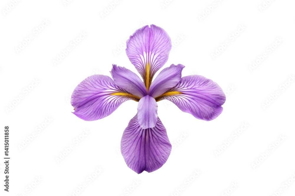 Obraz premium PNG Vibrant purple iris flower close-up with detailed petal texture