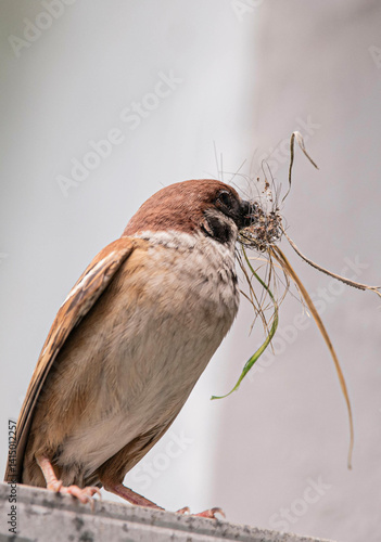 Φωτογραφία The small sparrow, a tireless worker in brown and chestnut feathers, paused on the rough ledge