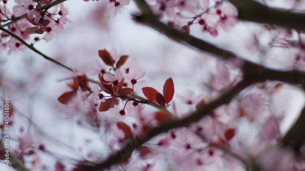 Close-up of pink spring cherry blossom on tree branches moving in wind Close-up of pink spring cherry blossom on tree branches moving in wind
