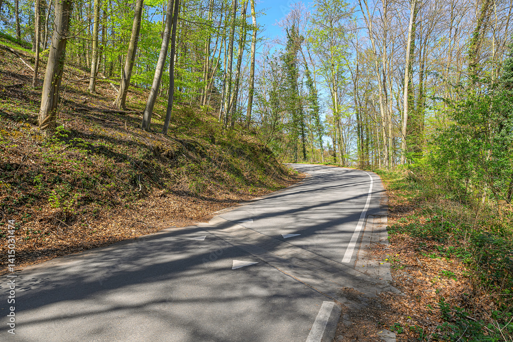 curved forest road spring germany no cars empty outdoors