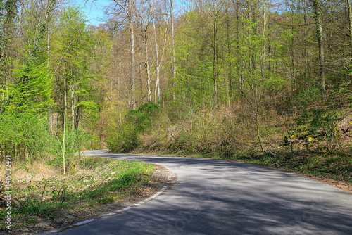 Obraz na płótnie curved forest road spring germany no cars empty outdoors w salonie