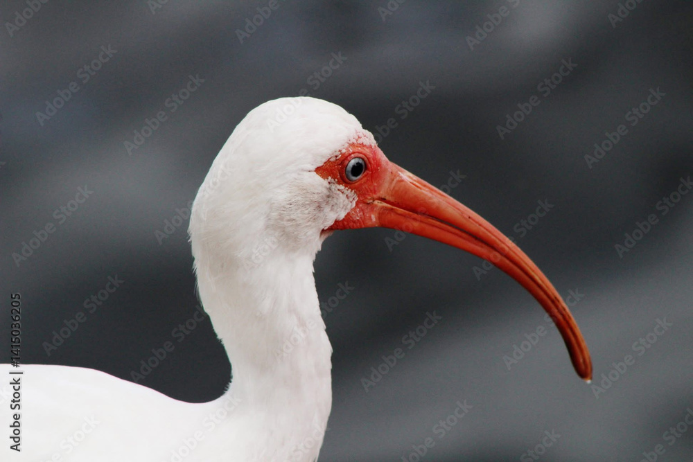 Obraz premium white ibis bird