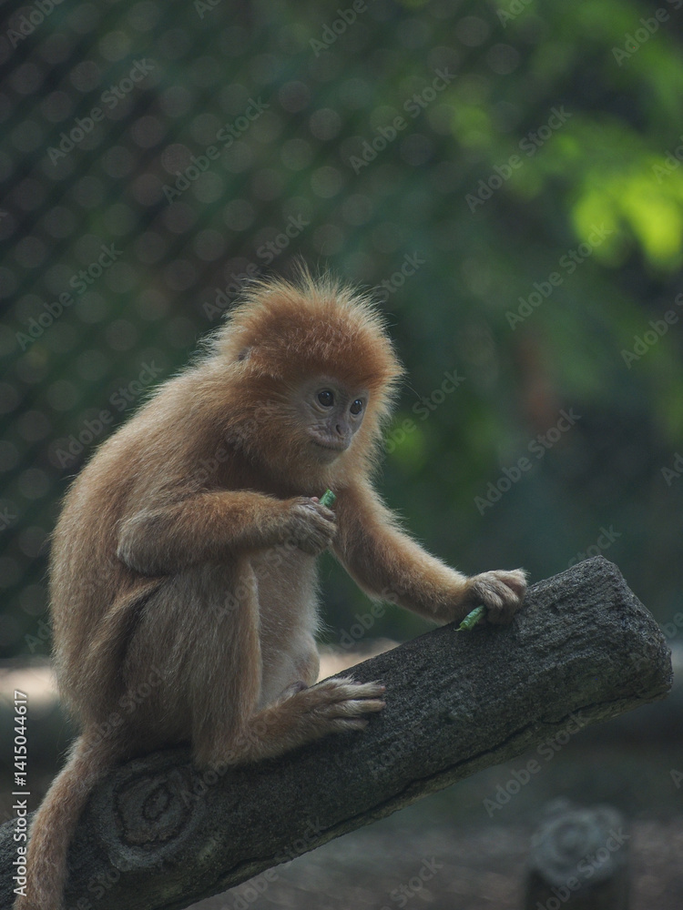 Obraz premium Javan Luntung (Trachypithecus auratus),