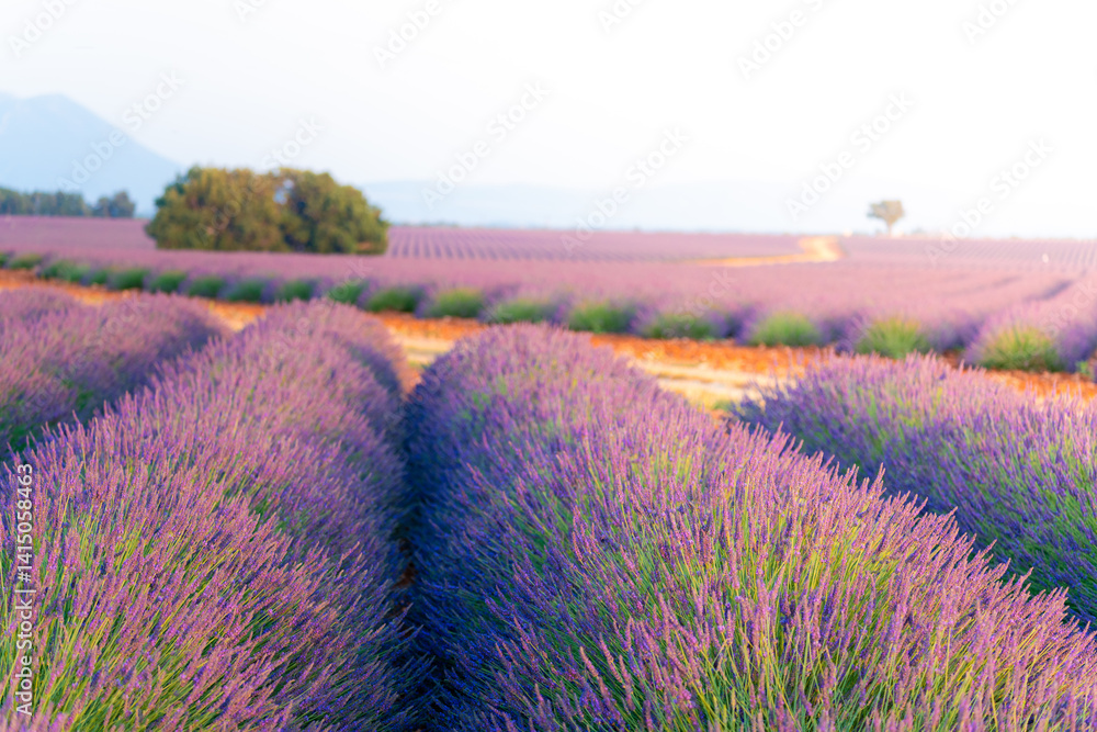 Lavender field in Provence, France, showcasing the beauty of nature