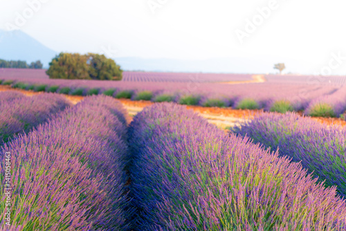 Obraz na płótnie Lavender field in Provence, France, showcasing the beauty of nature w salonie
