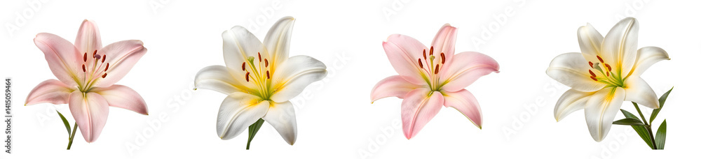 Naklejka premium Elegant arrangement of pink and white lily flowers against a seamless background transparent background Generative AI