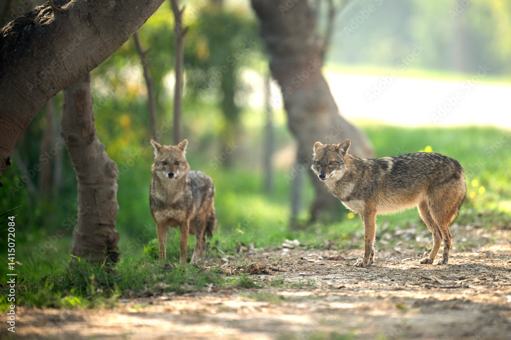 The Indian jackals