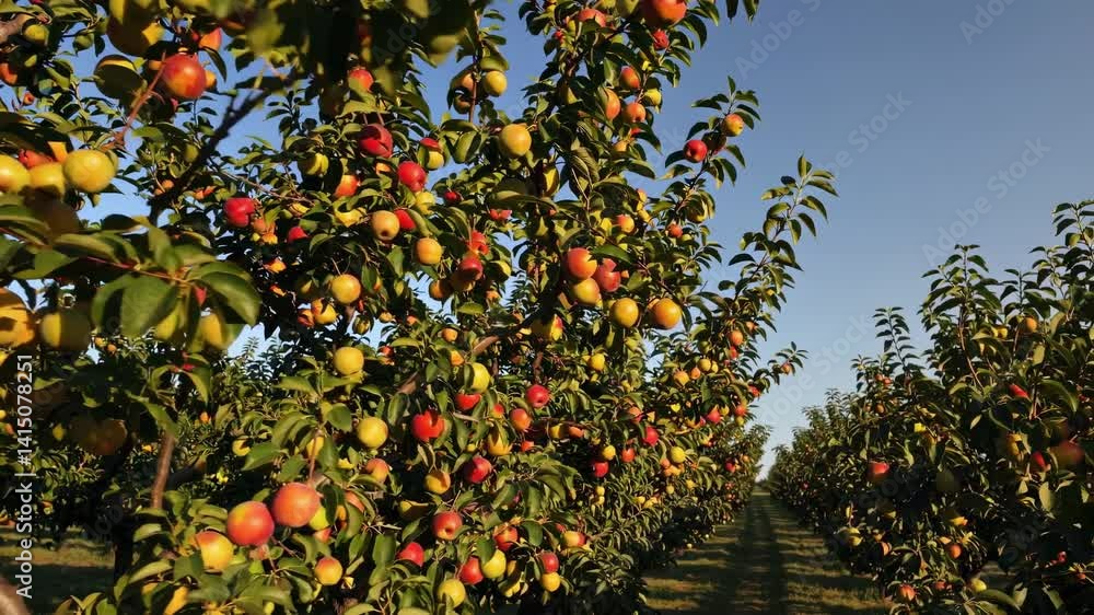 Discover a vibrant orchard filled with ripe fruit on a sunny day Discover a vibrant orchard filled with ripe fruit on a sunny day