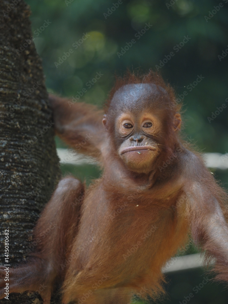 Naklejka premium Orangutan on a tree 