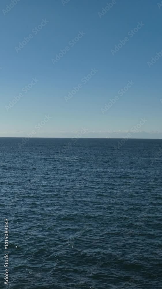 Baleia Franca, a Brazilian whale with her call in Florianopolis, Brazil. Right whales swimming near the coast of Florianopolis with their calves. Vertical video. Baleia Franca, a Brazilian whale with her call in Florianopolis, Brazil. Right whales swimming near the coast of Florianopolis with their calves. Vertical video.