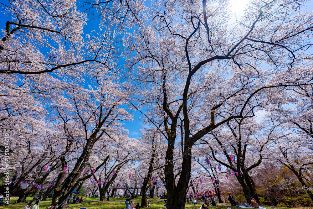 長野県 春日公園 桜満開の風景 長野県 春日公園 桜満開の風景